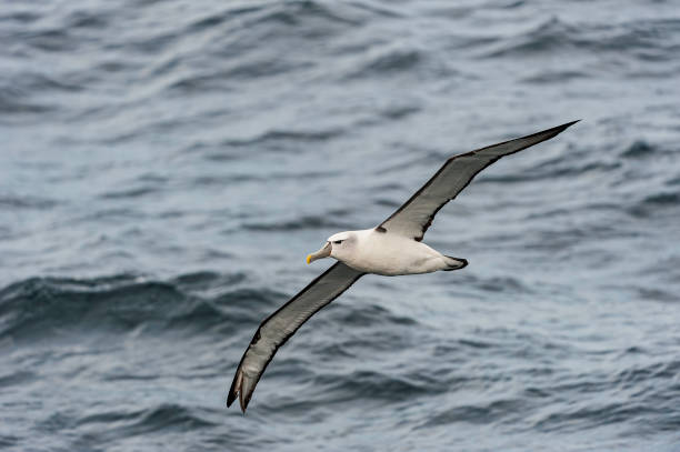 istock The White-capped Albatross, Thalassarche steadi, Thalassarche cauta steadi,  is a mollymawk that breeds on the islands off of New Zealand. Mollymawks are a type of Albatross that belong to Diomedeidae family and come from the Procellariiformes order, alon 1249878816