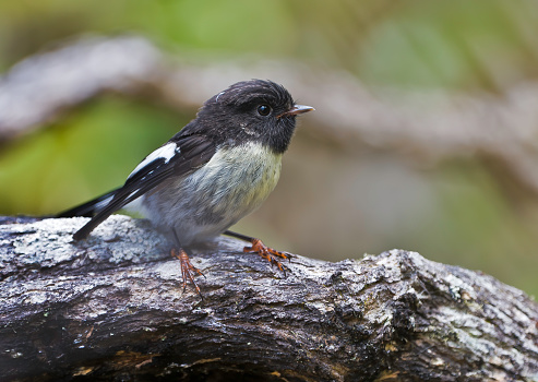 The South Island Tomtit, Petroica macrocephala, is a small passerine bird in the family Petroicidae, the Australian robins. It is endemic to the islands of New Zealand, ranging across the main islands as well as several of the outlying islands. There are several sub-species showing considerable variation in plumage and size.