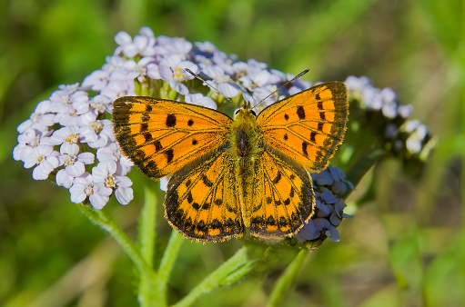 Lycaena rauparaha, Rauparaha copper or mokarakare is a species of butterfly endemic to New Zealand.  South Island.\