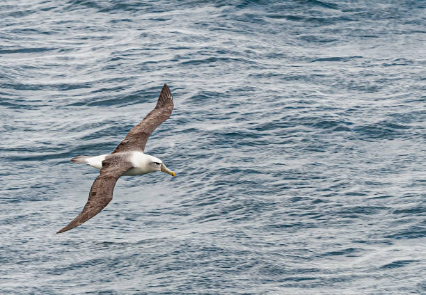 The White-capped Albatross, Thalassarche steadi, Thalassarche cauta steadi,  is a mollymawk that breeds on the islands off of New Zealand. Mollymawks are a type of Albatross that belong to Diomedeidae family and come from the Procellariiformes order, alon The White-capped Albatross, Thalassarche steadi, Thalassarche cauta steadi,  is a mollymawk that breeds on the islands off of New Zealand. Mollymawks are a type of Albatross that belong to Diomedeidae family and come from the Procellariiformes order, along with Shearwaters, Fulmars, Storm-petrels, and Diving-petrels. mollymawk photos stock pictures, royalty-free photos & images