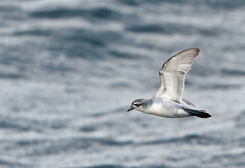The Fairy Prion (Pachyptila turtur) is a small seabird with the standard prion plumage of black upperparts and white underneath.