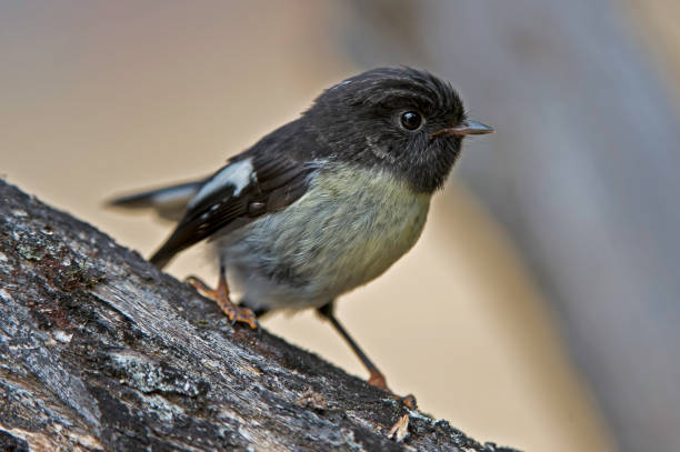 The South Island Tomtit, Petroica macrocephala, is a small passerine bird in the family Petroicidae, the Australian robins. It is endemic to the islands of New Zealand, ranging across the main islands as well as several of the outlying islands. There are several sub-species showing considerable variation in plumage and size. el tomtit de la isla sur, petroica macrocephala, es un pequeño ave paseerina de la familia petroicidae, los petirrojos australianos. es endémica de las islas de nueva zelanda, que van a través de las islas principales, así como varias de las islas que
