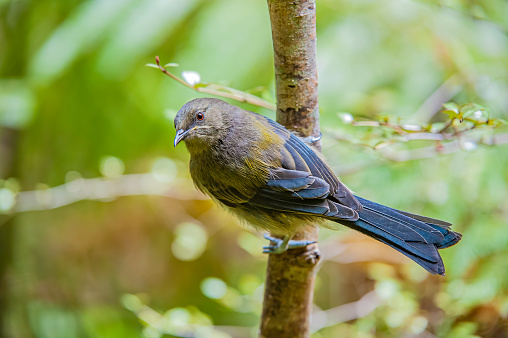 The purplish-mantled Tanager (iridosornis porphyrocephalus). Small bird on a tree branch in the Chocoan forests of Colombia.