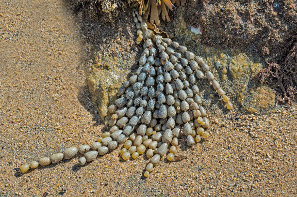 naszyjnik neptuna (hormosira banksii), znany również jako winogrona morskie lub bubbleweed, jest gatunkiem wodorostów (brązowe algi, fucales) znaleziono w australii i nowej zelandii. jest powszechnie spotykany w basenach skalnych na poziomie śródpły - chwytniki zdjęcia i obrazy z banku zdjęć