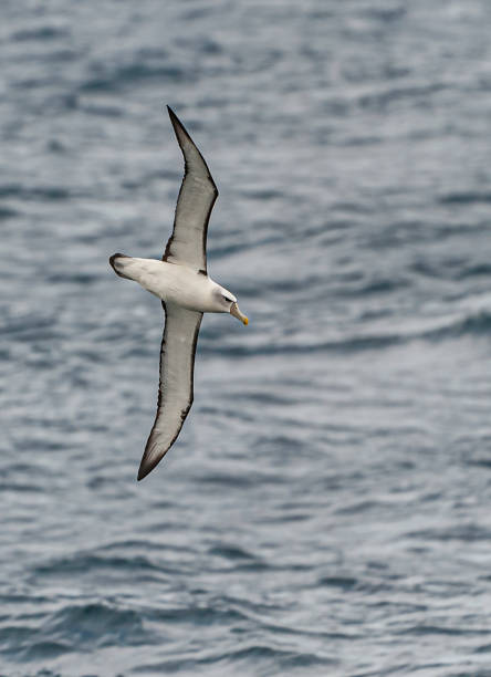 istock The White-capped Albatross, Thalassarche steadi, Thalassarche cauta steadi,  is a mollymawk that breeds on the islands off of New Zealand. Mollymawks are a type of Albatross that belong to Diomedeidae family and come from the Procellariiformes order, alon 1249879103