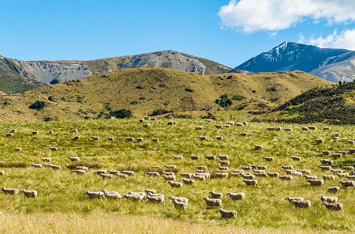 A herd of sheep in a grass field on the East side of the Southern Alps in the South Island of New Zealand.