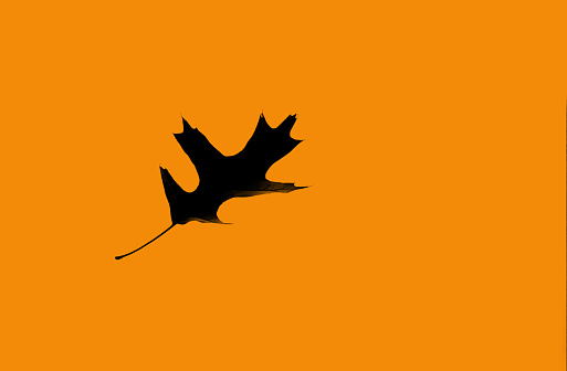 A single leaf fall in front of an orange sky