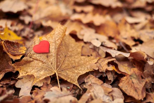 istock Heart on maple leaf. Infatuation or loneliness concept. 1249880766