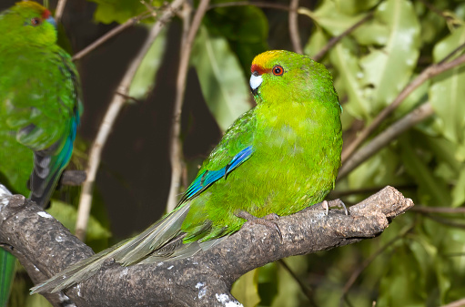 Yellow-crowned Parakeet, Cyanoramphus auriceps. Native. A species of parakeet endemic to the islands of New Zealand. The species is found across the main three islands of New Zealand, North Island, South Island and Stewart Island/Rakiura.