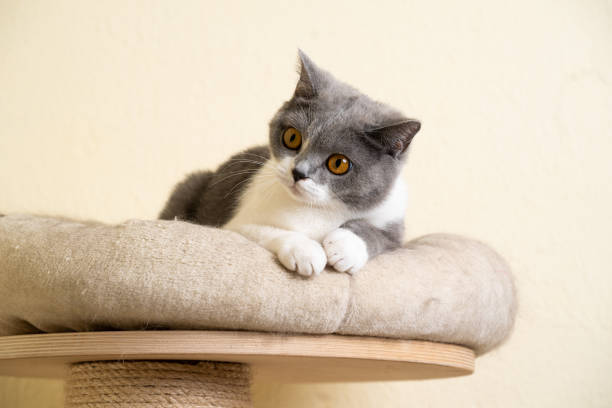 istock britsh shorthair cat scratching post 1249883879