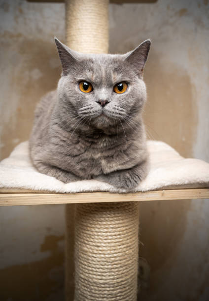 istock britsh shorthair cat scratching post 1249883882