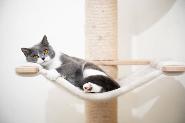 istock britsh shorthair cat scratching post 1249883936