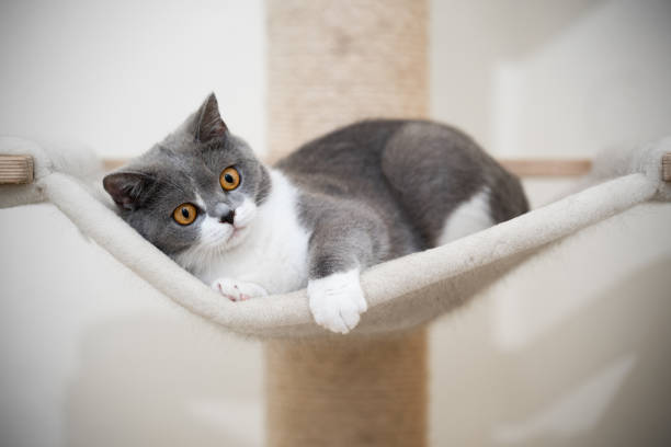 istock britsh shorthair cat scratching post 1249883946