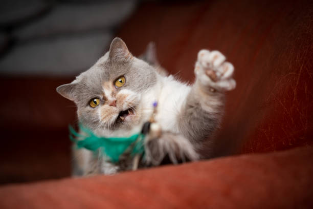 istock playing british shorthair cat 1249884465