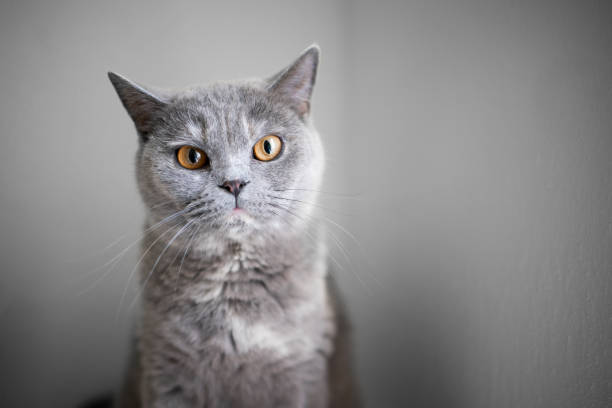 istock british shorthair cat portrait 1249884489