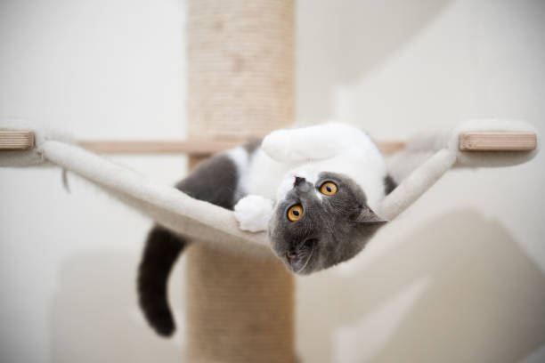 istock britsh shorthair cat scratching post 1249884490