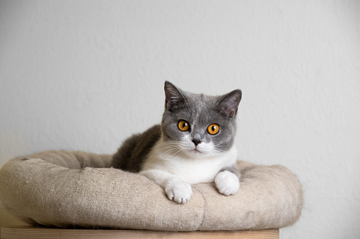 curious young blue white british shorthair cat resting on pet ped looking at camera