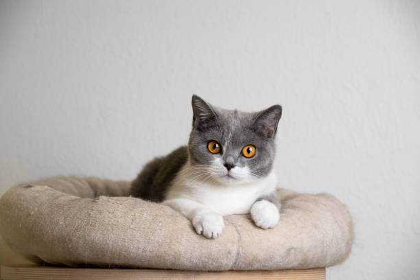 cute cat in pet bed curious young blue white british shorthair cat resting on pet ped looking at camera dog bed stock pictures, royalty-free photos & images