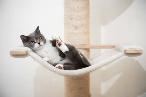 istock britsh shorthair cat scratching post 1249884590