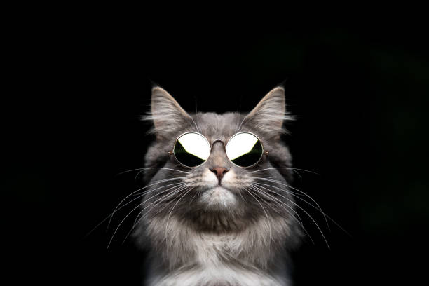 cool cat with shades funny studio portrait of a blue tabby maine coon cat wearing sunglasses looking cool isolated on black  background longhair cat photos stock pictures, royalty-free photos & images