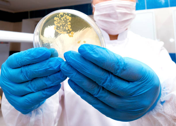 istock Hand Holds Petri Dish with Bacteria Culture 1249884612