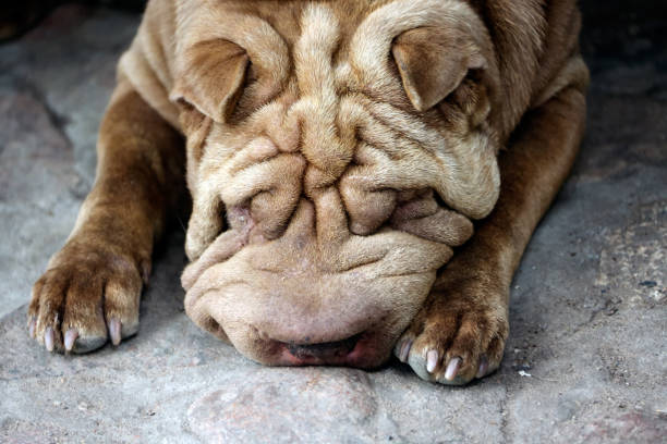 istock sharpei is resting lying on the ground next to the gazebo. 1249884621
