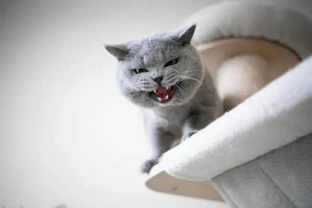 blue british shorthair cat looking down from scratching post meowing or hissing showing teeth
