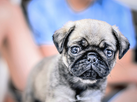 A teen Brazilian boy sat on the floor with his puppy, a 40 days old Pug looking at the camera, in the backyard of his house in the rural city of Monte Belo, in Minas Gerais state, Brazil.