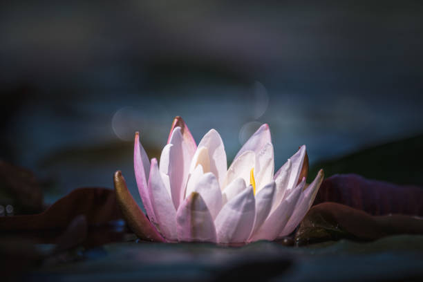 istock Lotus Water Lily Floating On The Water 1249884778