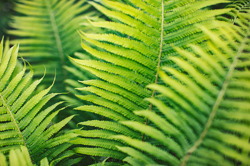 Beautiful ferns leaves green foliage. Close up of beautiful growing ferns in forest or park. Rainforest jungle landscape. Green plants nature wallpaper. Organic nature background.