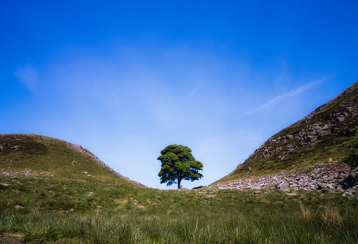 The Sycamore Gap tree located along Hadrian's Wall. This tree in Northumberland was name England's tree of the year and appears in the film Robin Hood : Prince of Thieves.