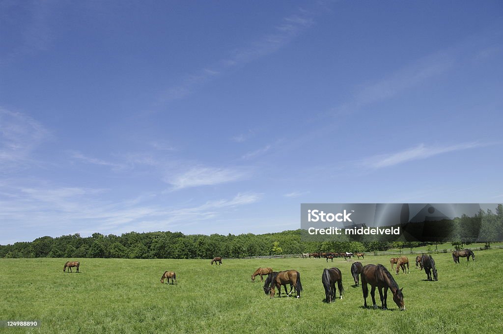 Los caballos - Foto de stock de Agricultura libre de derechos