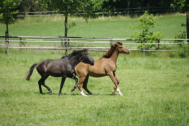 лошадей - wide meadow two animals horse стоковые фото и изображения