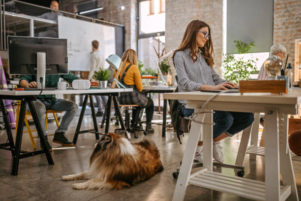 istock Collie dog resting in office around people 1249888941