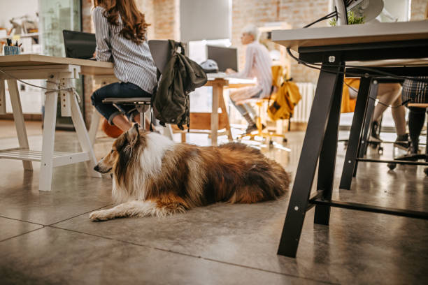 istock Collie dog resting in office around people. 1249889006