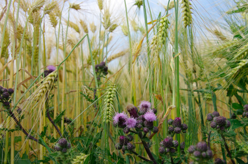 purple thistles in a field of wheat