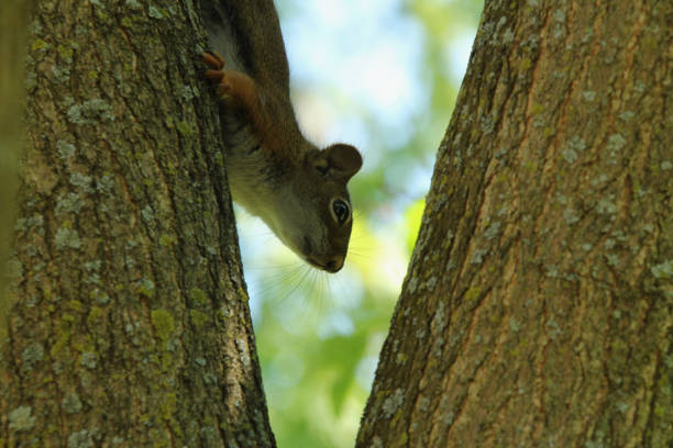 istock Close Up of Baby Squirrel 1249890833