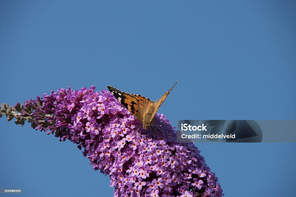 Distelfalter Schmetterling - Lizenzfrei Blau Stock-Foto