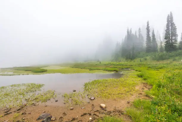Photo of scenic view of the forest,meadow and lake with fog on the day in Tipzoo lake,mt Rainier,Washington,USA.