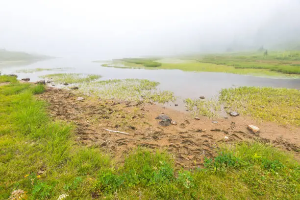 Photo of scenic view of the forest,meadow and lake with fog on the day in Tipzoo lake,mt Rainier,Washington,USA.