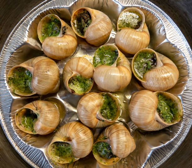 escargots de bourgogne- snails stuffed with herbs and oil. an exquisite french dish of fried snails. - escargot snail seafood freshness imagens e fotografias de stock