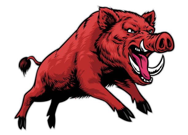 ilustrações, clipart, desenhos animados e ícones de com raiva agressivo tabuleiro selvagem - wild boar