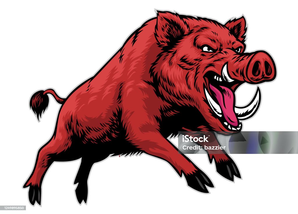 Angry Aggressive Wild Board Stock Illustration - Download Image Now - Wild  Boar, Domestic Pig, Vector - iStock