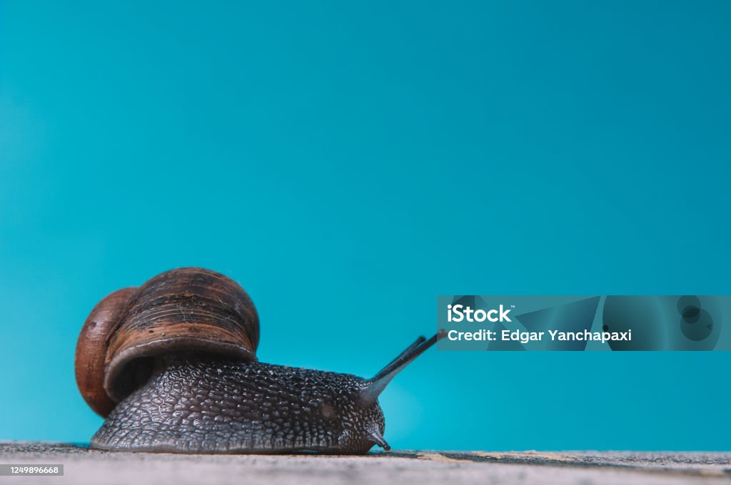 a snail with direction on the rigth side on a blue background a snail with direction on the left side on a blue background Animal Stock Photo
