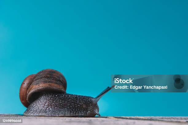 A Snail With Direction On The Rigth Side On A Blue Background Stock Photo - Download Image Now