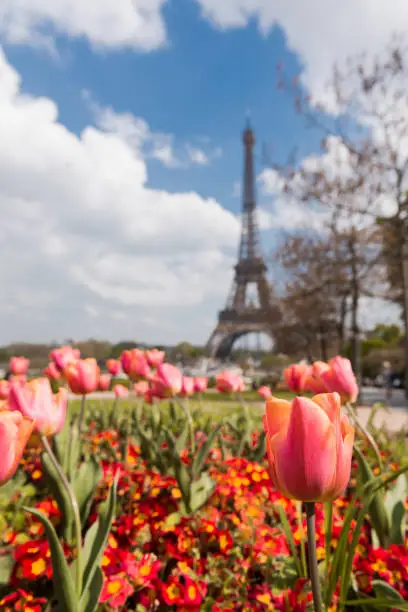 Photo of Garden with tulips and flowers, Eiffel tower in background