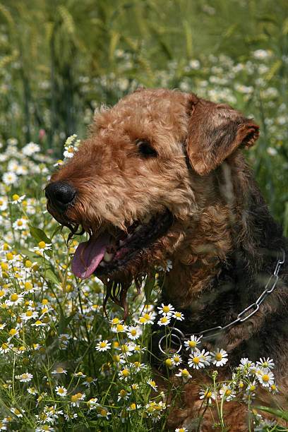 airedaleterrier - aredale stock-fotos und bilder