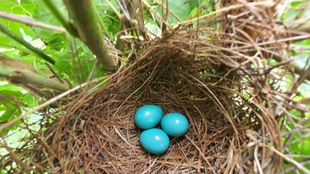 istock jungle babbler three eggs in the nest 1249901008