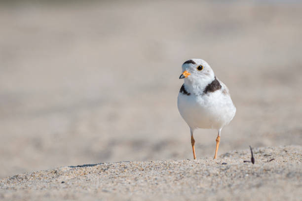 istock pipping plover looks left on the beach 1249902278