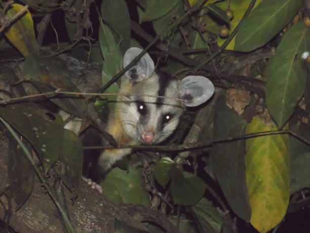 Didelphis albiventris is a marsupial that can be found in the Cerrado goiano. It is also known as white-eared skunk, sarué... This animal can use the trees as a habitat. And they often end up instilling the roofs of houses as a result of the loss of their habitat. Its diet is well diversified including insects, eggs, fruits and even small lizards and rodents.